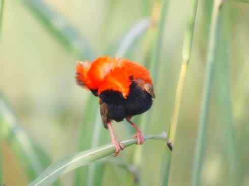 美丽无罪：雀鸟之寡妇鸟