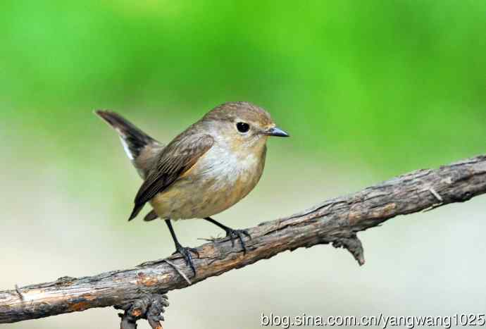 雌性红喉姬鹟（3）