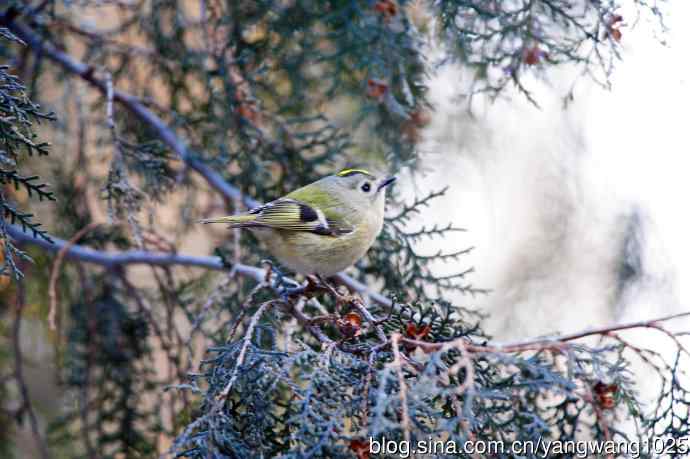 北京天坛公园的鸟类——戴菊鸟（7）