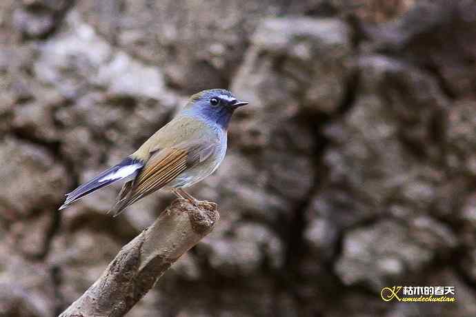 棕颈凤鹛&bull;橙胸【姬】鹟&bull;黑翅雀鹎