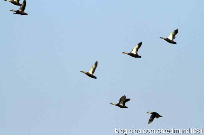 崇明东滩湿地公园观鸟记