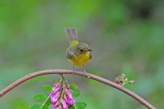 雌性绿背姬鶲（11）