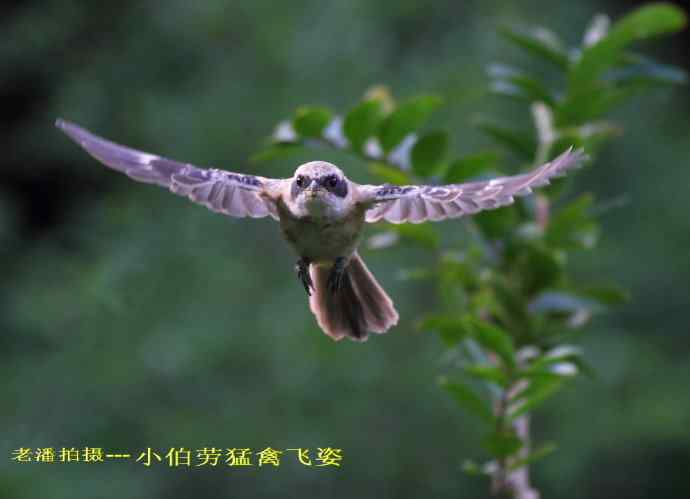 211.小伯劳成长记(5)结束篇--群友部分精彩作品选