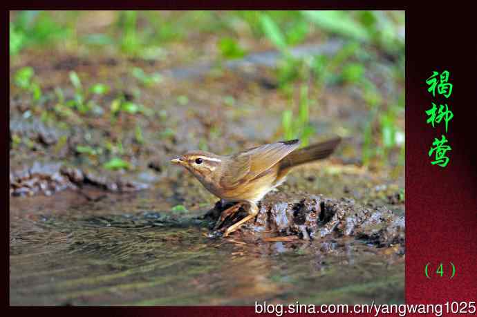 褐柳莺（4）