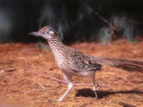 天生猎手：非猛禽类猎手之四（荒漠猎手走鹃）