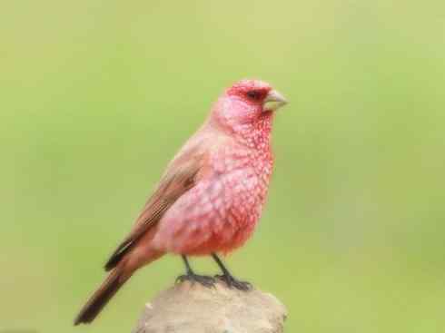 美丽无罪：雀鸟之雀类