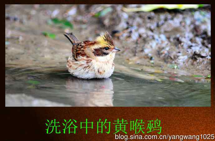 洗浴中的黄喉鹀
