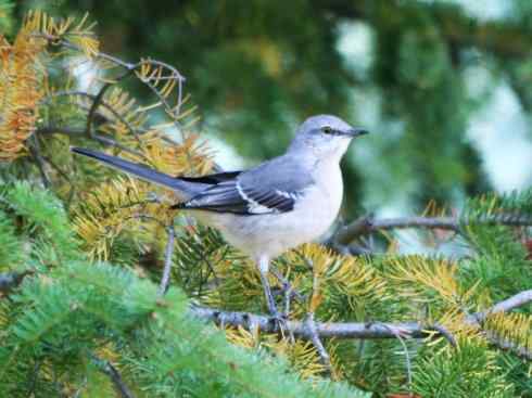 雀鸟也彪悍：别惹我（小嘲鸫）