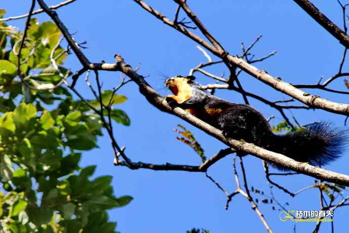 云南拍鸟的几张记录片 云南拍鸟的几张记录片