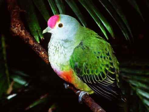 白头鸟系列：另类的美丽11（鸠鸽）