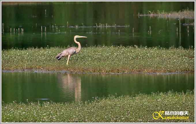 鹭&bull;鹭&bull;鹭&bull;&bull;&bull;&bull;&bull;&bull;&bull;【照片】