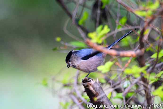 银喉长尾山雀（2）