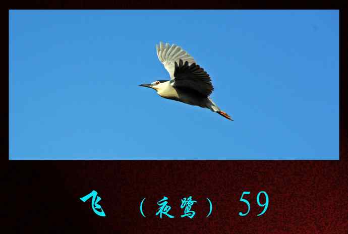 飞（夜鹭）59
