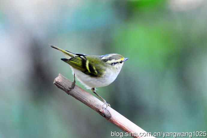 黄腰柳莺(8) 黄腰柳莺(8)