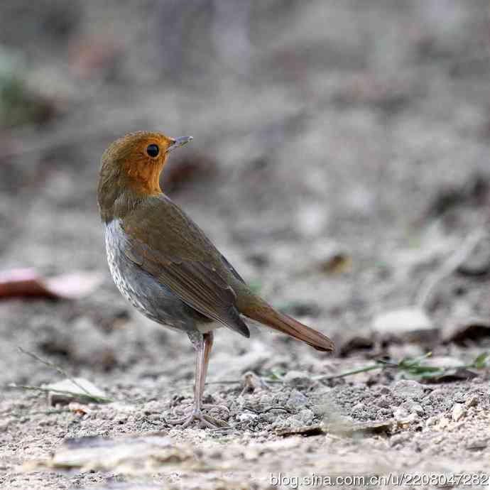 打鸟归来收获多多   (5）日本歌鸲