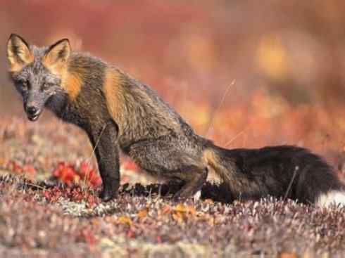 犬科：狐亚科狐属