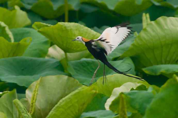 水雉 wbr荷塘里的温柔乡 水雉 wbr荷塘里的温柔乡
