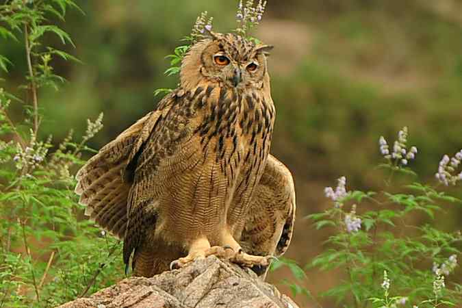 雕鸮15分钟内的憨态