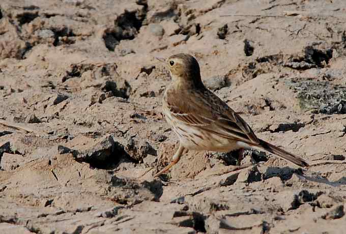 小白鹭现身京西永定河湿地