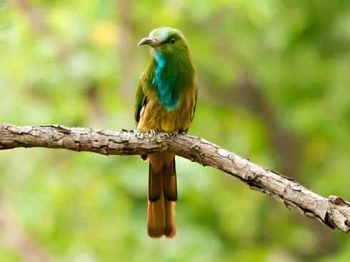 绝色攀禽:佛法僧目之蜂虎 绝色攀禽:佛法僧目之蜂虎