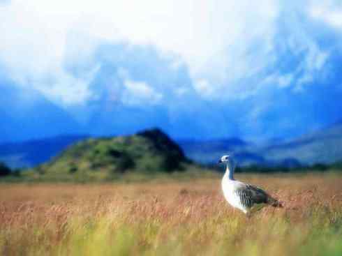 欣赏:美丽的草雁 欣赏:美丽的草雁