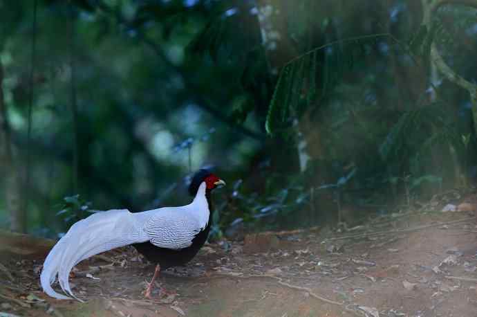 鹇鹭之洁---白鹇
