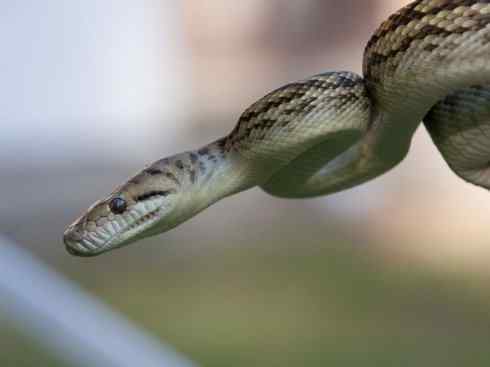 龙：传说的兽原型探秘（树蟒类）