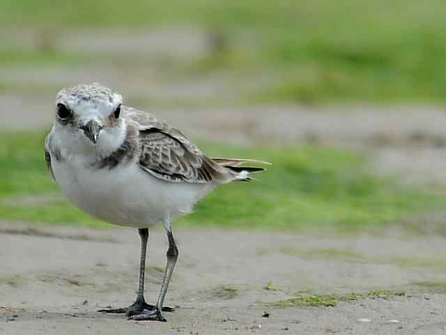 黄金海岸寻鹬 wbr赤土山桥赏鸟