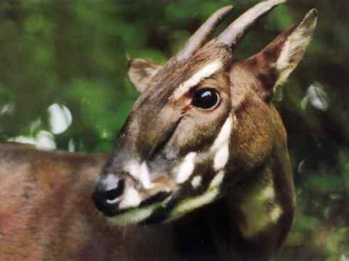 麒麟：传说的兽原型探秘（紫羚）