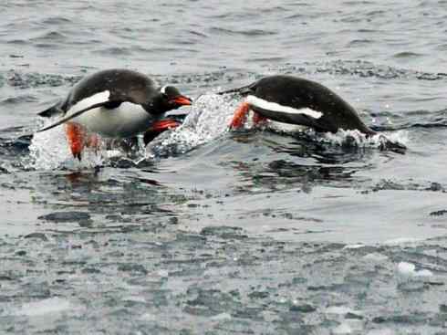 鸟类之最:巴布亚企鹅 鸟类之最:巴布亚企鹅