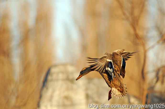 降落瞬间的绿头鸭（习作）1