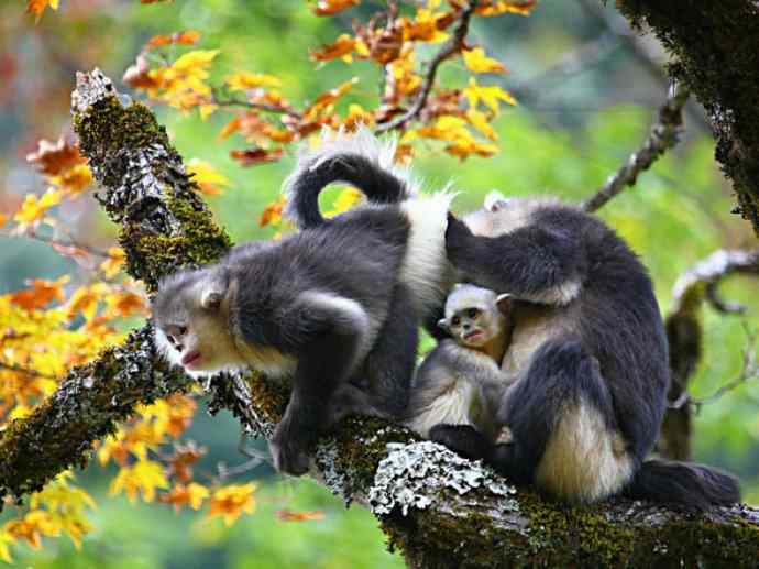 犬科:犬亚科犬属之貉 犬科:犬亚科犬属之貉