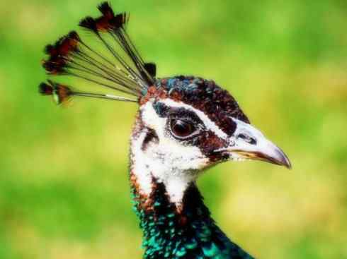 凤凰：传说中的鸟原型探秘（孔雀）