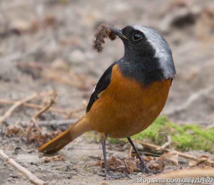 北红美餐（组图）