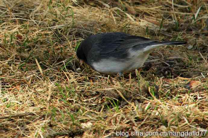 灰蓝色灯心草雀