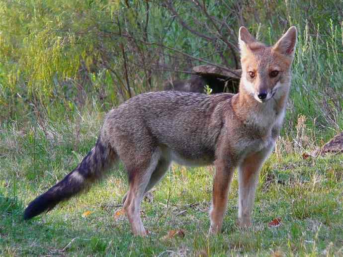 犬科：狐亚科伪狐属之高地狐、河狐、秘鲁狐