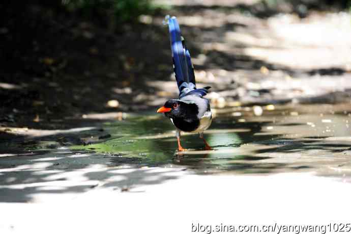 红嘴蓝鹊（3）