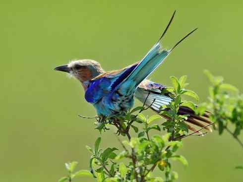 绝色攀禽：佛法僧目之佛法僧2