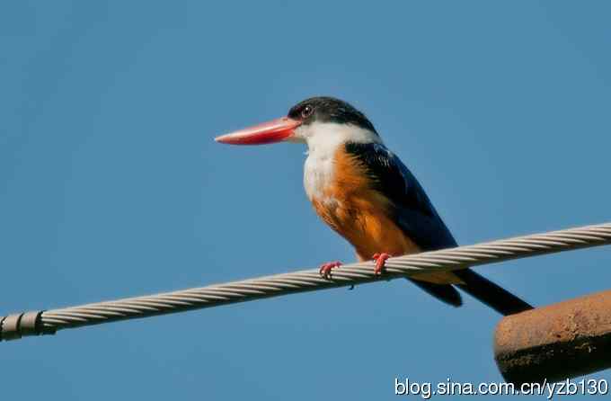 初次觐见幽州蓝妃（组图，12张图片）