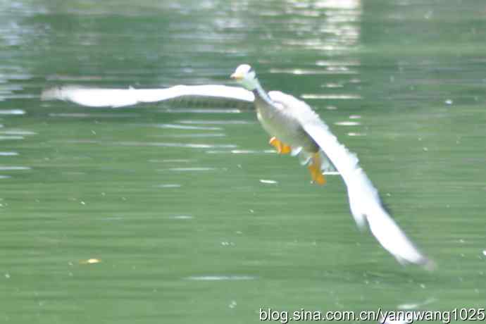 飞（斑头雁、野鸭）