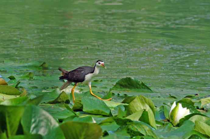 白胸苦恶鸟(1) 白胸苦恶鸟(1)