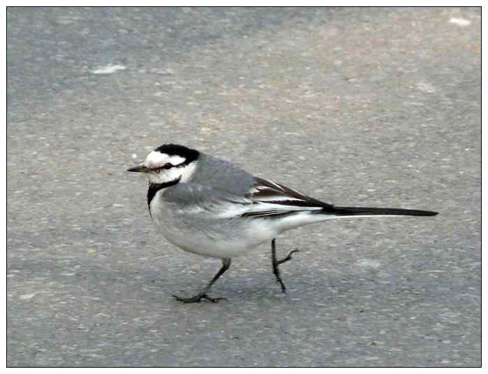 [初级观鸟讲座第5课]一步一步认识武汉的一百种鸟：公园观鸟（三）伯劳戴胜小鸊鷉