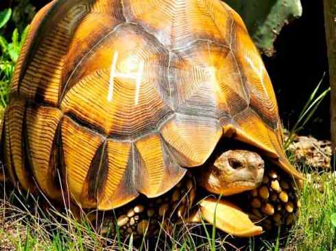 玄武：传说的兽原型探秘（象龟）