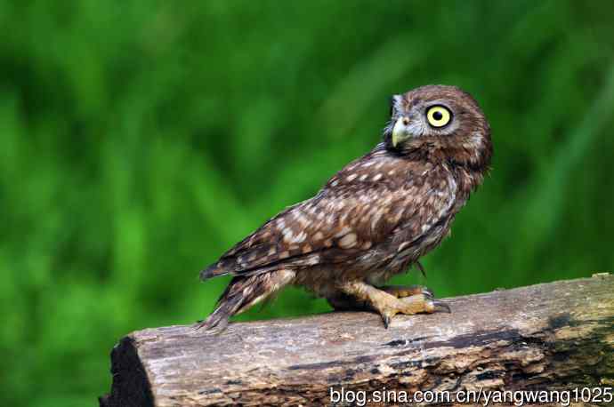 纵纹腹小鸮（1）