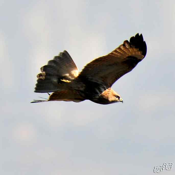 北京西山&nbsp;wbr路&nbsp;wbr灰脸鵟鹰