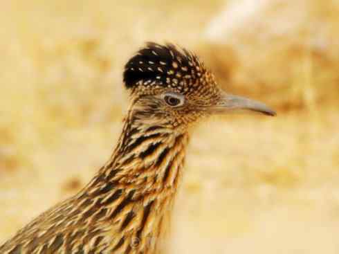 天生猎手：非猛禽类猎手之四（荒漠猎手走鹃）