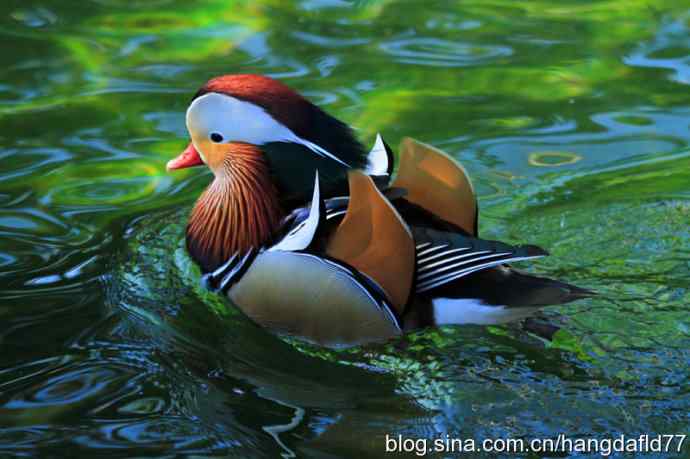 鸳鸯戏水（3）