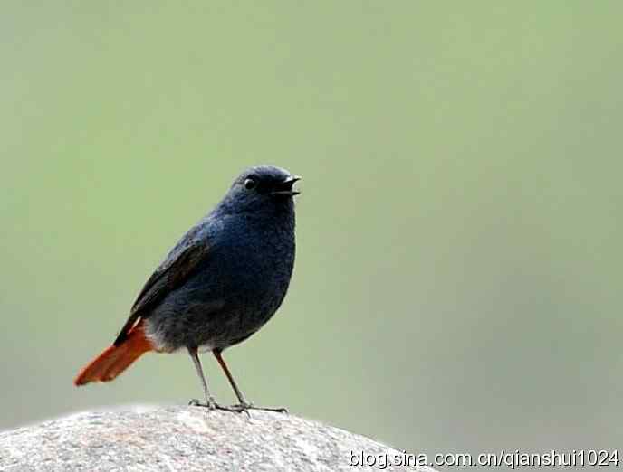 它可真能叫.十渡的红尾水鸲GG