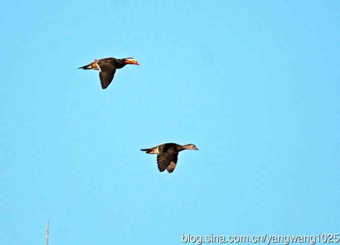 热恋季节的鸳鸯