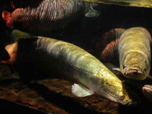 鱼类活化石：巨骨舌鱼